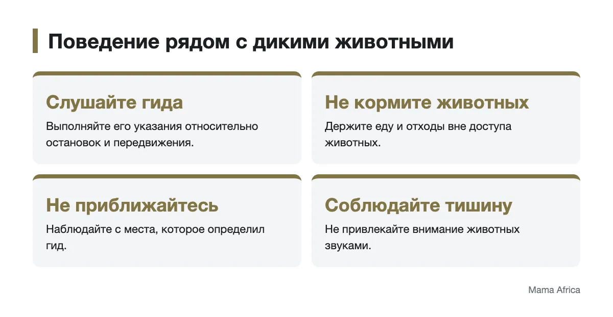 Памятка для наблюдения за животными Правила поведения рядом с дикими животными во время сафари