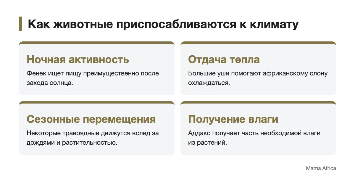 Ночная активность, охлаждение и поиск влаги у животных Схема приспособлений животных Африки к жаре и сезонным изменениям